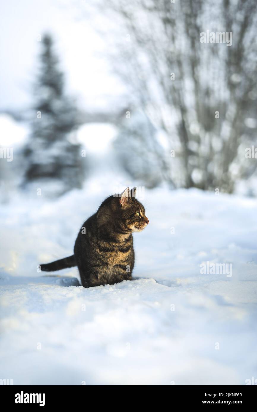 Una fotografía de enfoque poco profundo de un gato tabby de shorthair parado al aire libre sobre la nieve durante el día con un fondo borroso Foto de stock