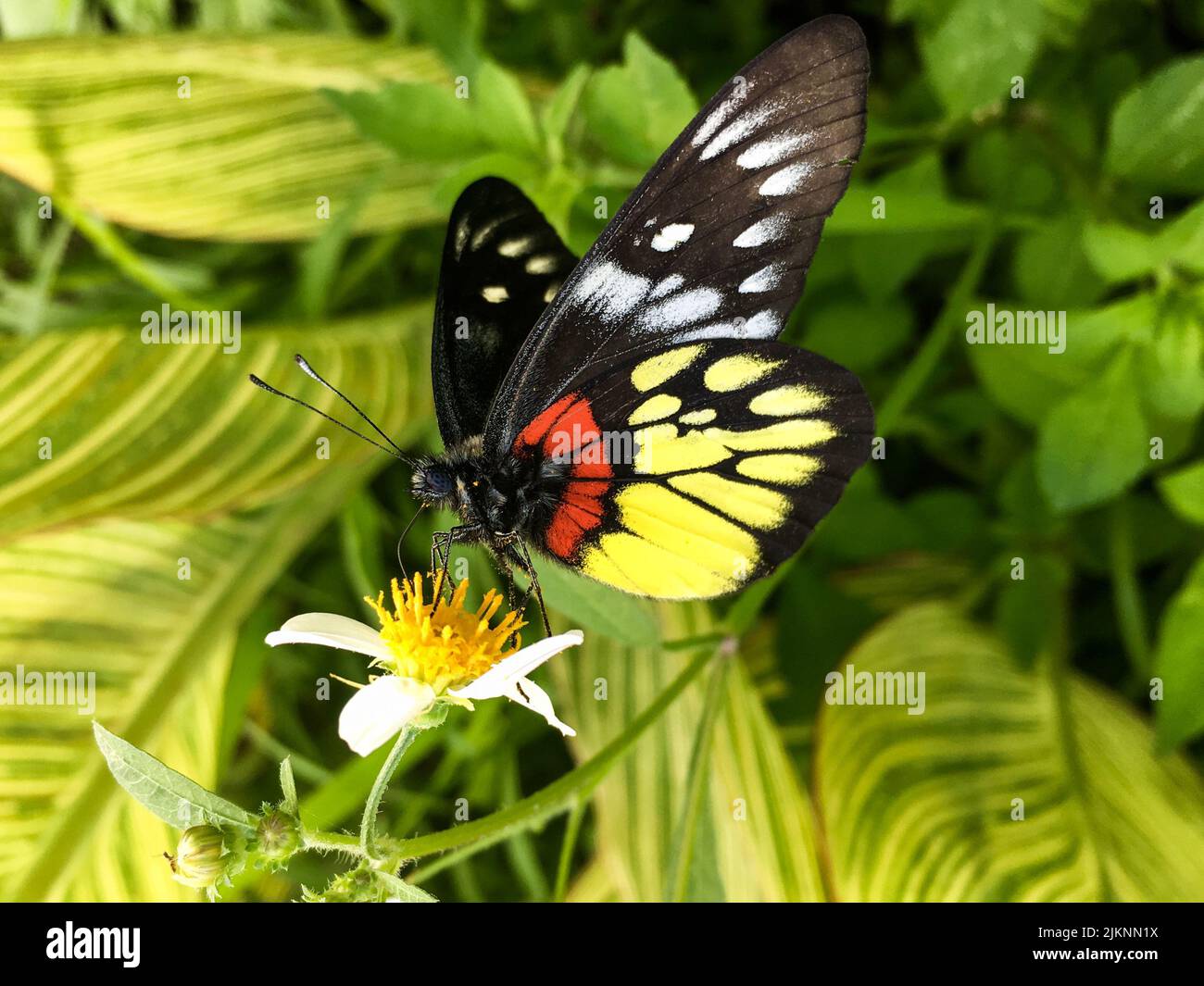 Delias pasithoe mariposa fotografías e imágenes de alta resolución - Alamy