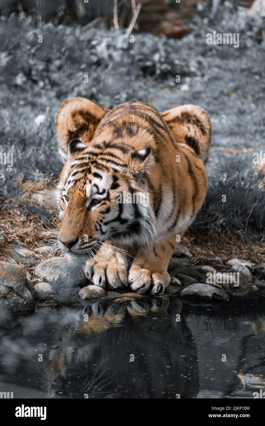 Jogo do tigre imagem de stock. Imagem de respingo, lago - 26669937