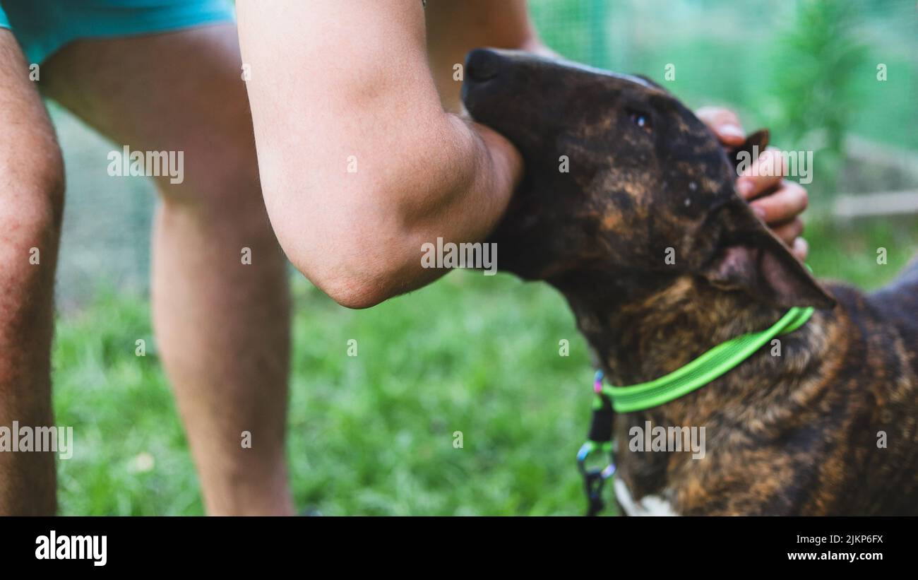 Bull terrier and aggressive fotografías e imágenes de alta resolución -  Alamy