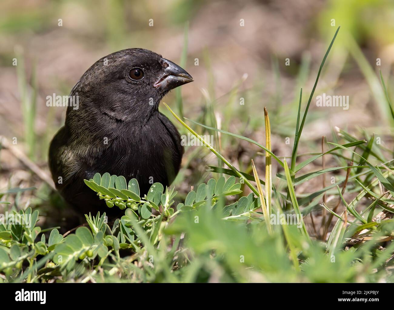 Un primer plano de un pájaro negro gritando sentado sobre hierbas verdes a la luz del día con fondo borroso Foto de stock