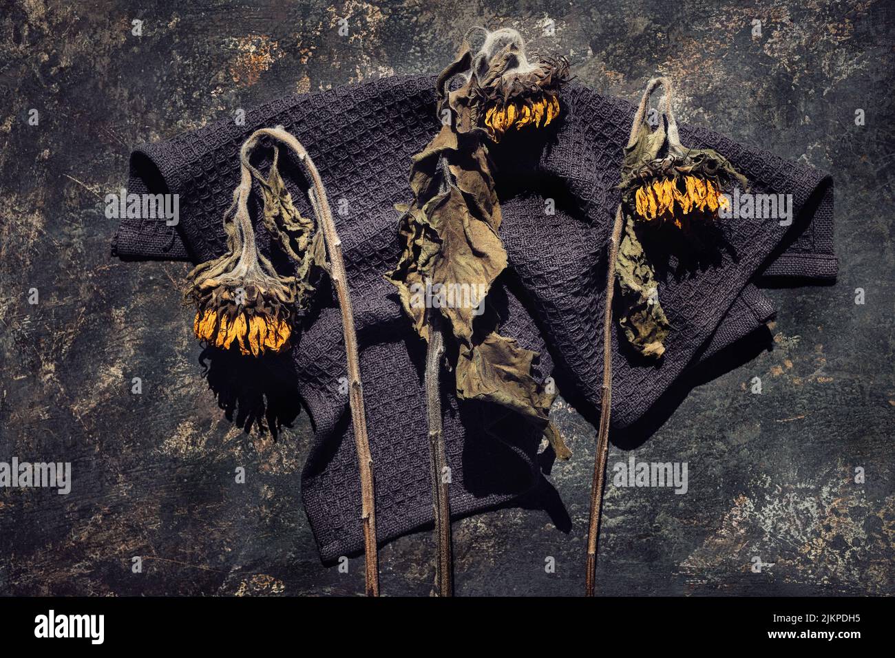 Flores secas de girasol sobre fondo grunge con textura oscura. Banner floral de otoño con espacio para copias Foto de stock