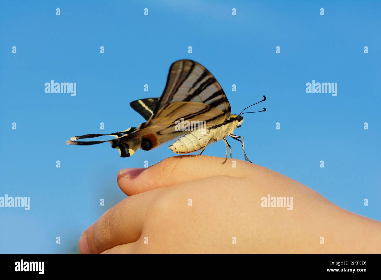 Mariposa en la mano - Foto simbólica sobre el tema de la protección de especies, conservación de la naturaleza, sostenibilidad, etc Foto de stock