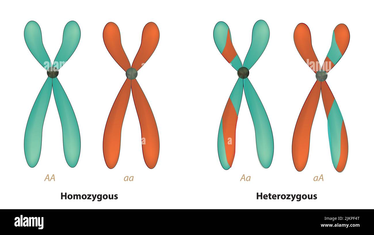 cromosomas homólogos y cromosomas heterólogos Foto de stock