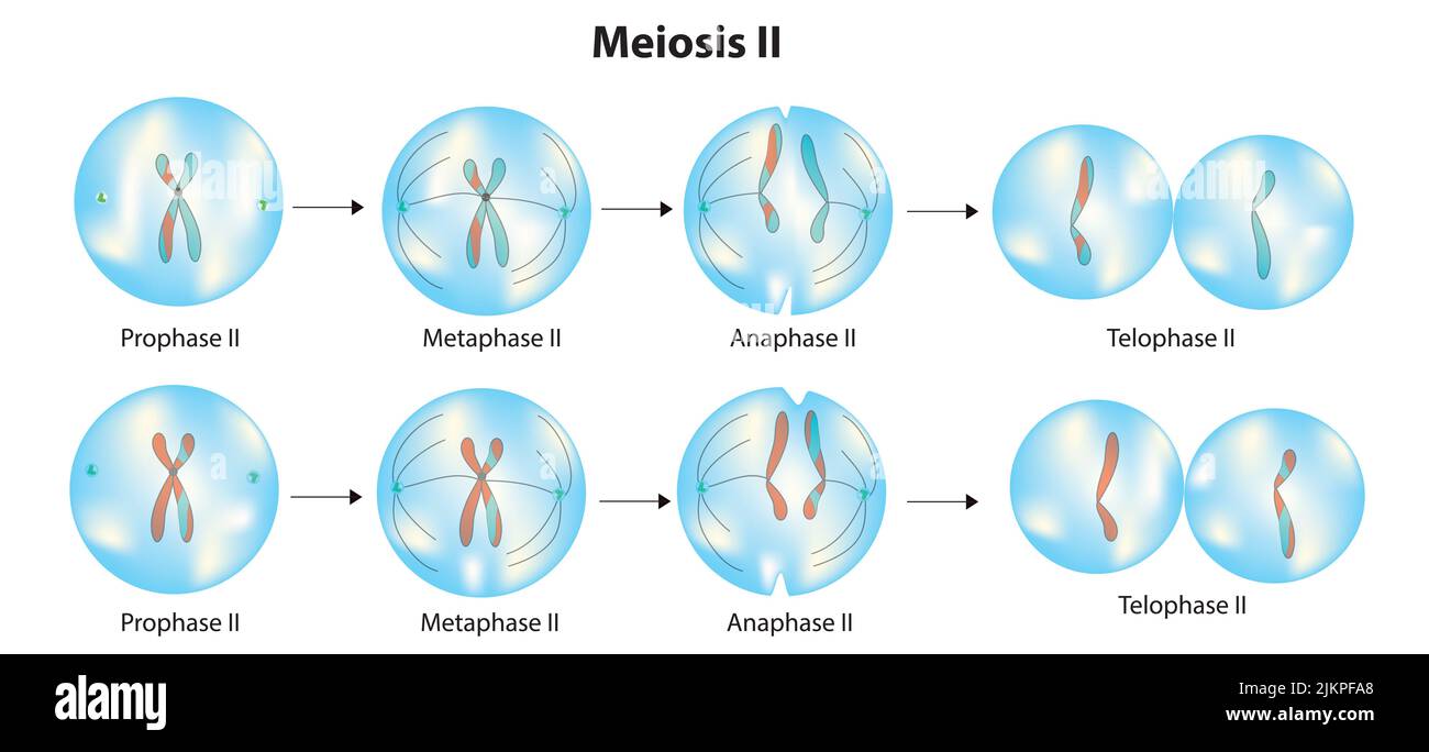 Meiosis prophase ii fotografías e imágenes de alta resolución - Alamy