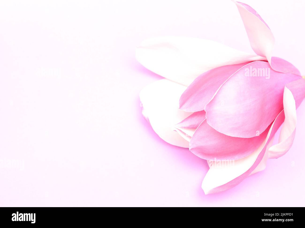 Deliberadamente sobre expuesto, soplado hacia fuera la flor de magnolia del pruple rosa y los pétalos contra un fondo pálido claro. Imagen monocromática de estilo ilustrativo Foto de stock
