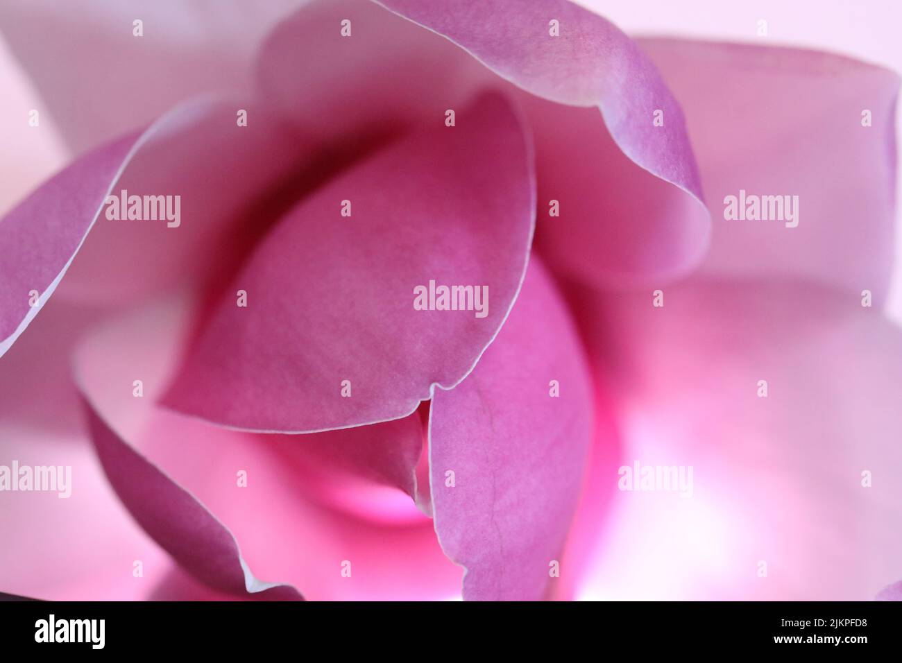 Enfoque suave Impresionantes pliegues suaves y delicados de color rosa de la flor y pétalos de magnolia. Primeros planos macro extremos que muestran bordes de luz nítidos y colores sutiles hu Foto de stock