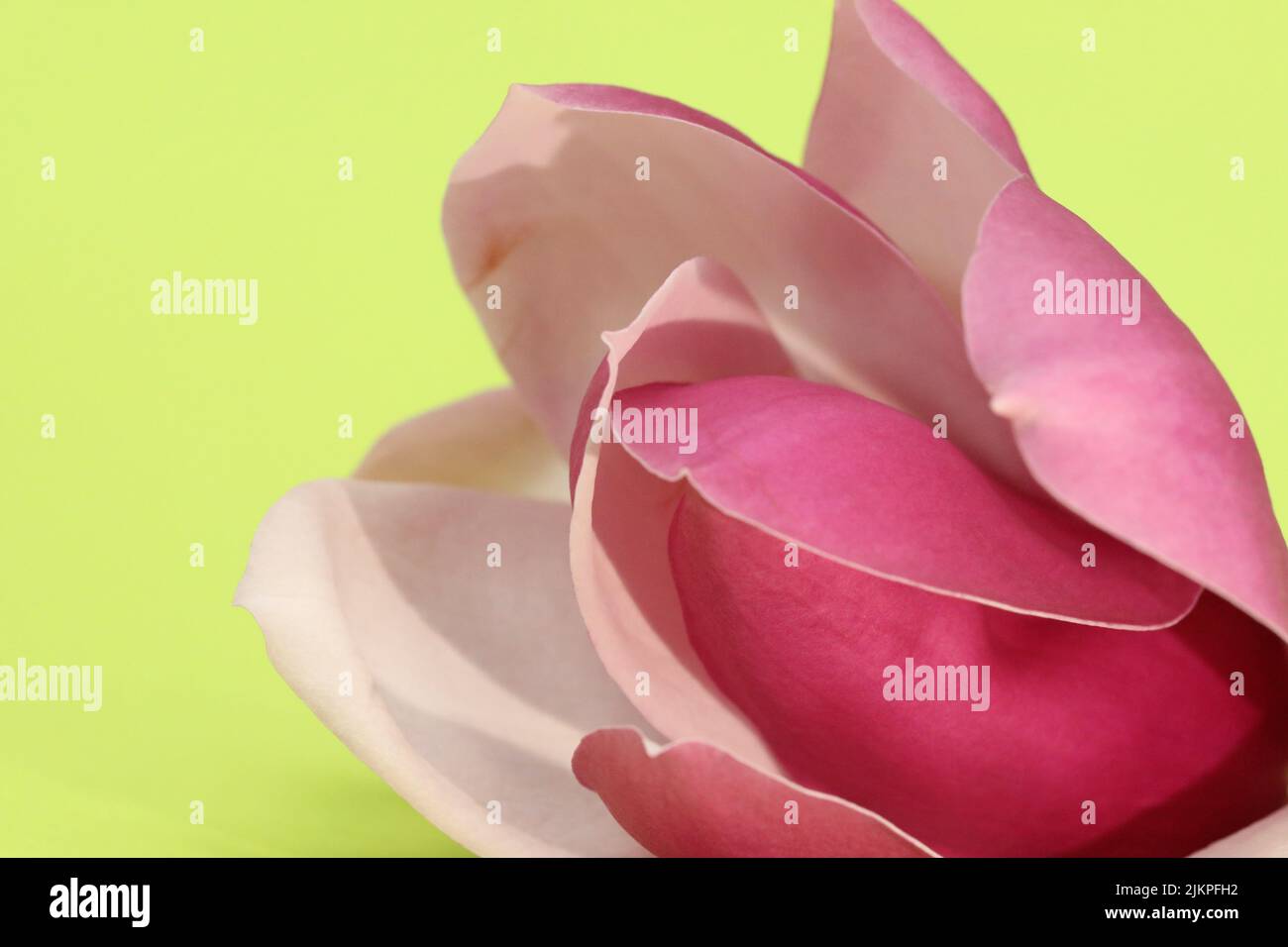 Flor de magnolia rosa con delicados pétalos y flores aisladas sobre un fondo verde claro y amarillo claro Foto de stock