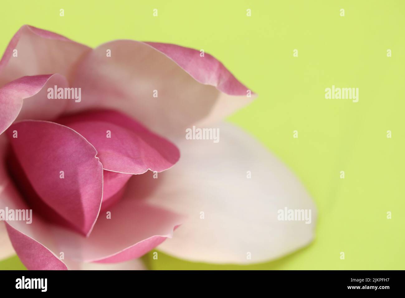 Hermosos pétalos rosados perfectos y flores de un árbol de Magnolia. Primer plano mostrando una forma delicada sobre un fondo verde amarillo. Foto de stock