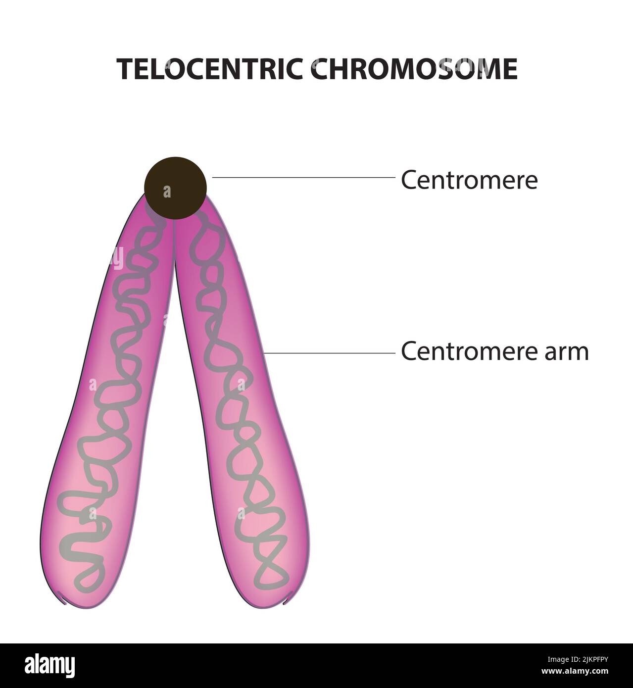 Anatomía cromosómica telocéntrica Foto de stock