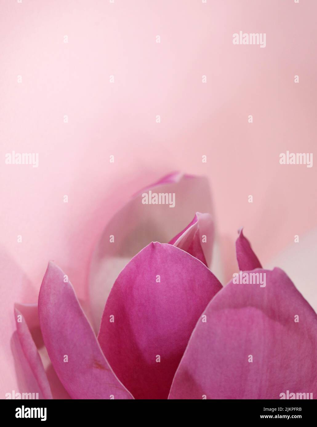 Un retrato orientado macro de un hermoso enfoque suave sentir púrpura, magenta y rosa flores tropicales Magnolia y pétalo sobre un fondo rosa. Foto de stock
