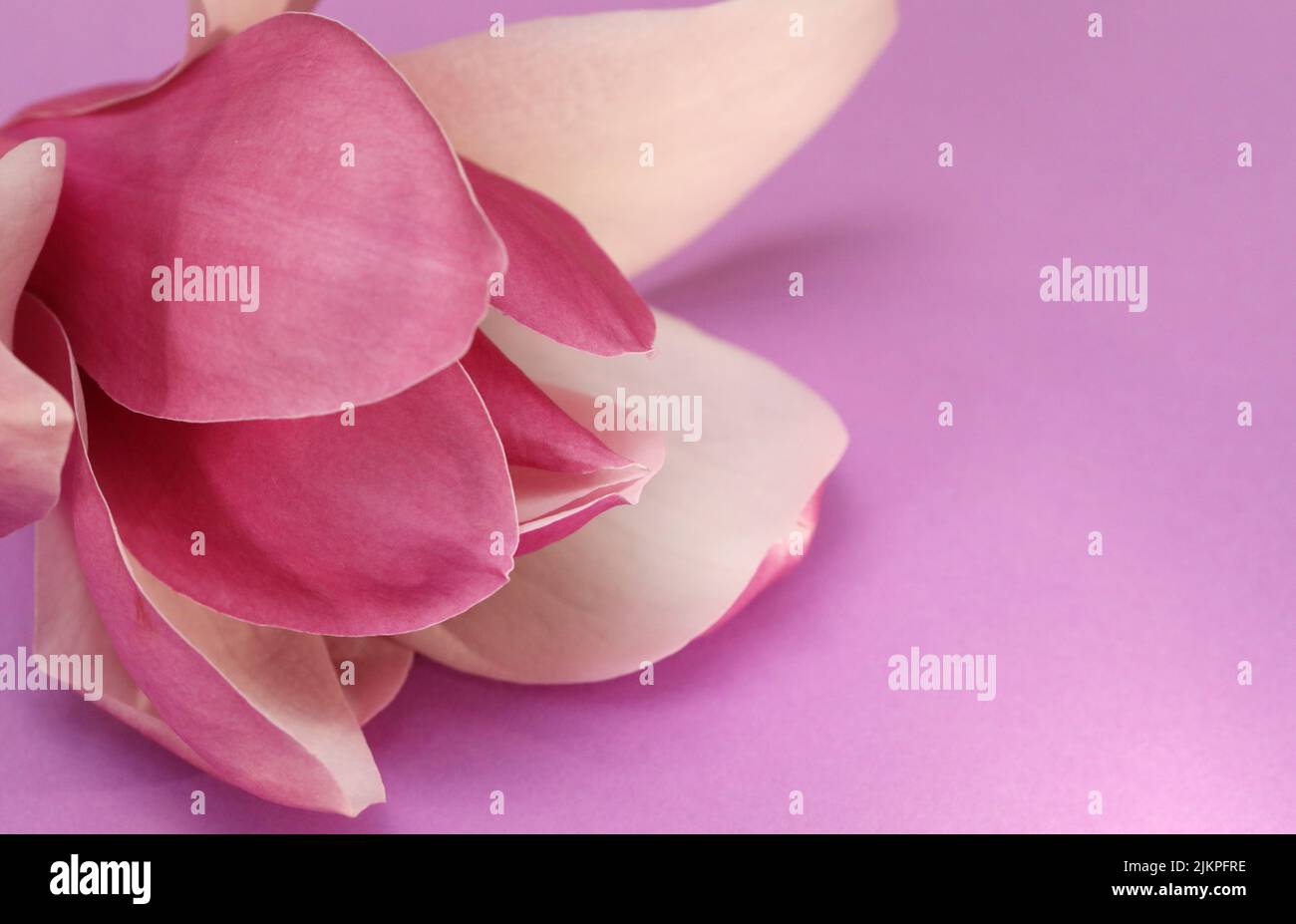 Un impresionante macro de primer plano de una suave flor de Magnolia rosa y pétalos sobre un armonioso fondo magenta púrpura. Punto focal izquierdo Foto de stock
