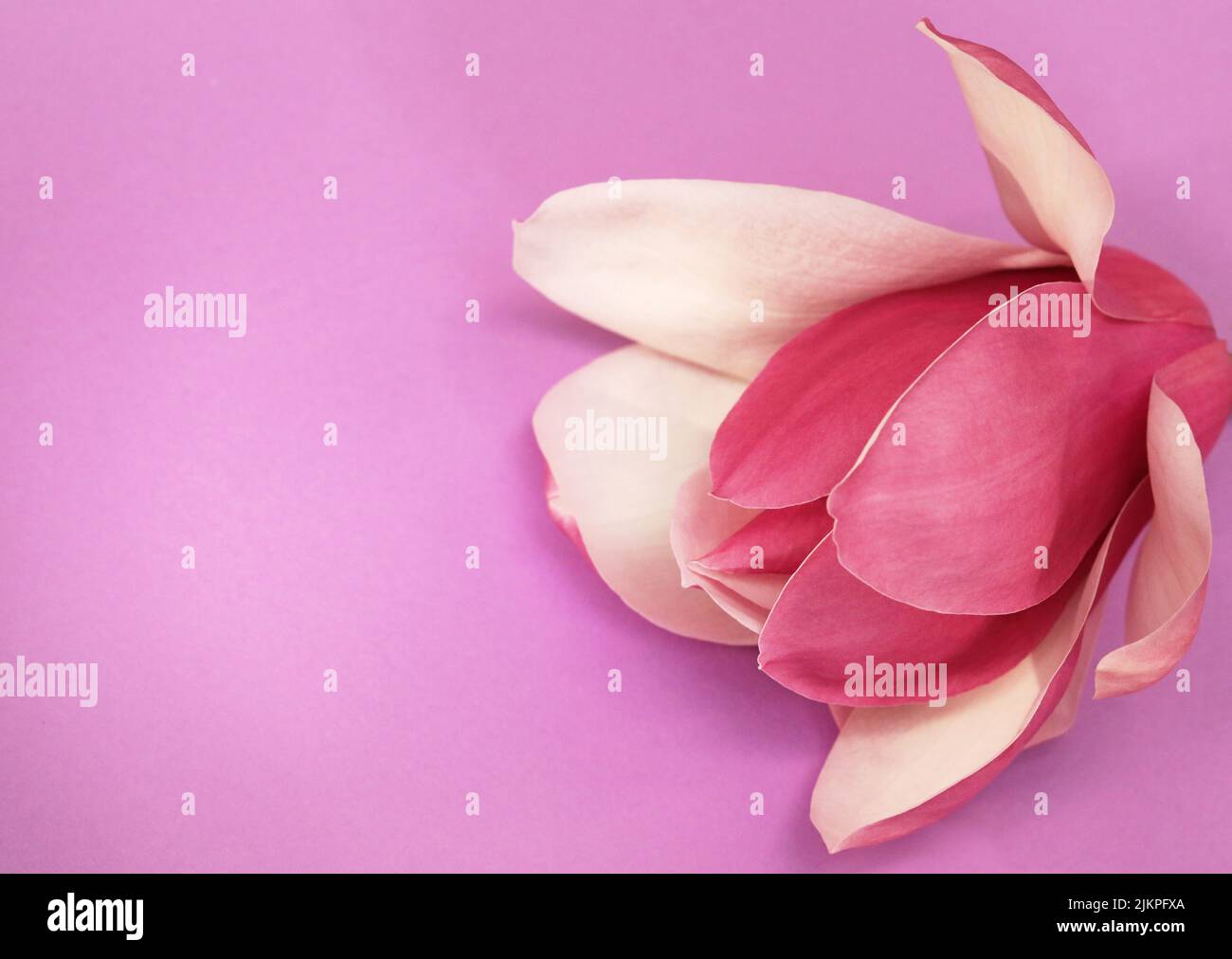 Un hermoso primer plano de un lado de la flor rosa Magnolia y pétalos sobre un armonioso fondo púrpura Foto de stock