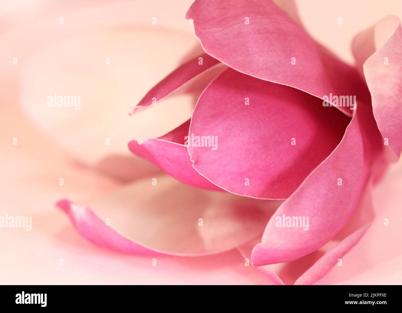 Un primer plano de alto contraste con una hermosa flor de Magnolia rosa y suaves pétalos Foto de stock