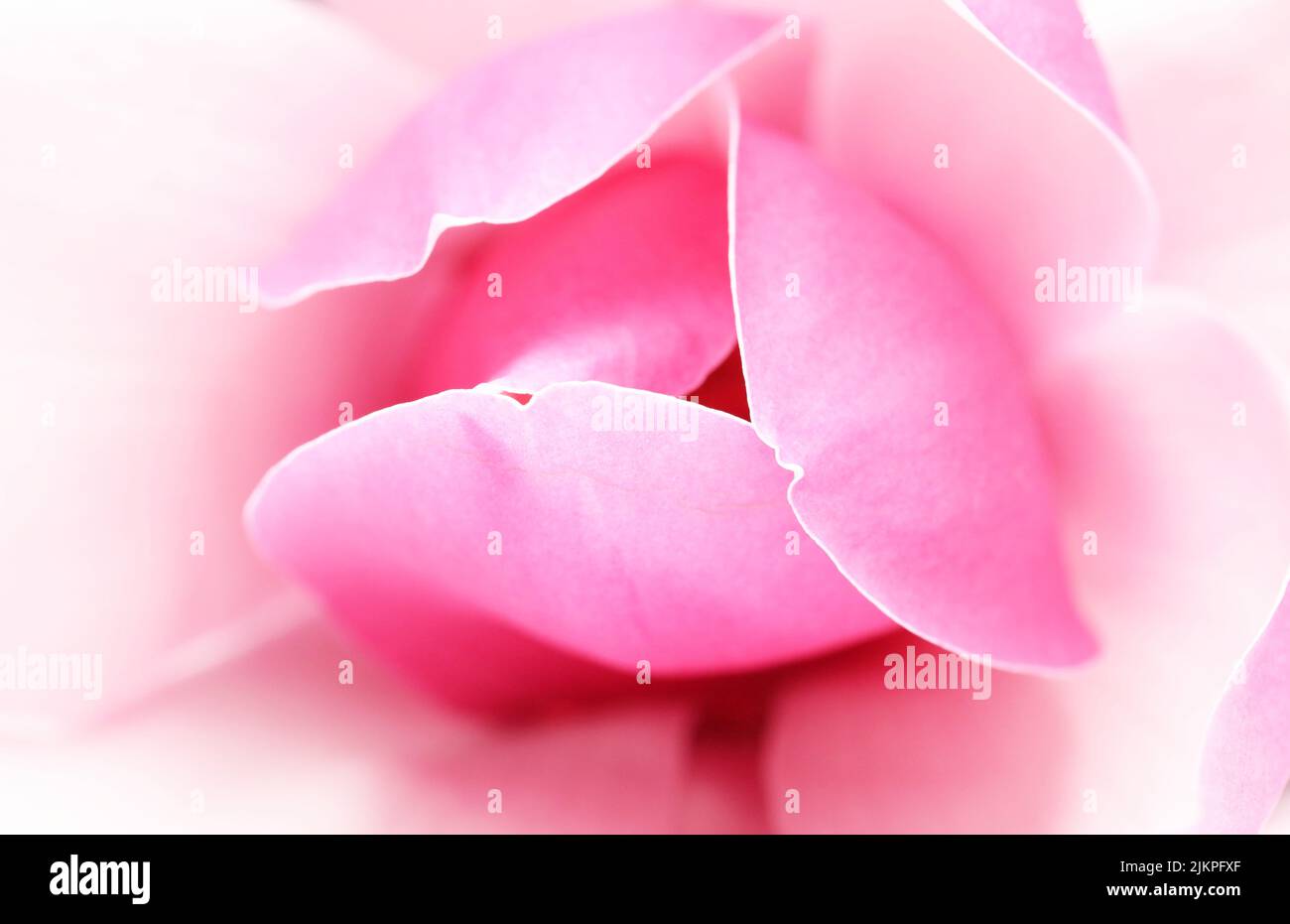Macro de enfoque suave de primer plano mirando hacia una hermosa y frágil flor rosa Magnolia y pétalos. Foto de stock