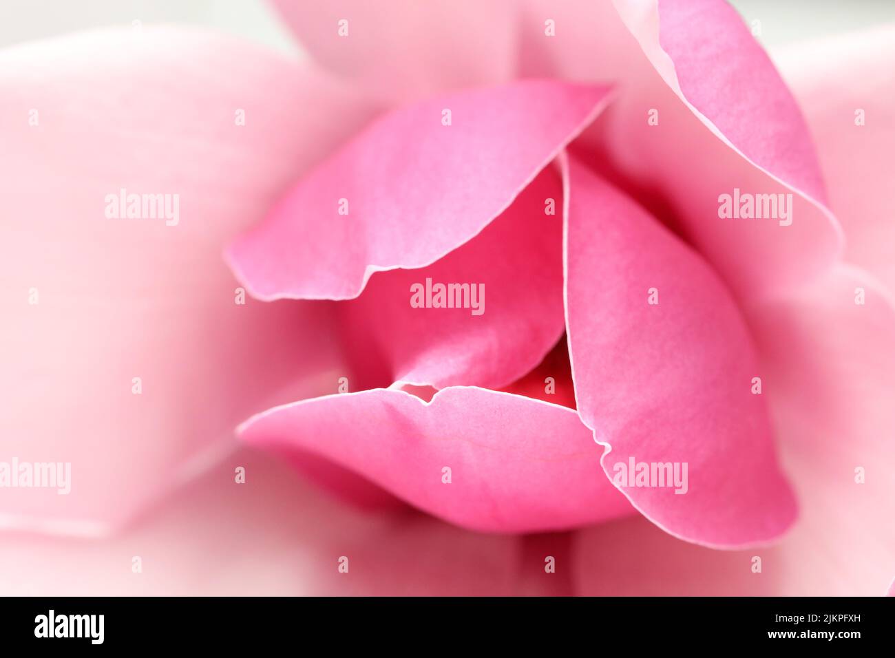 Un bonito y romántico enfoque suave de primer plano que detalla los delicados pétalos internos de la flor de Magnolia rosa. Mirando en el centro de la flor Foto de stock