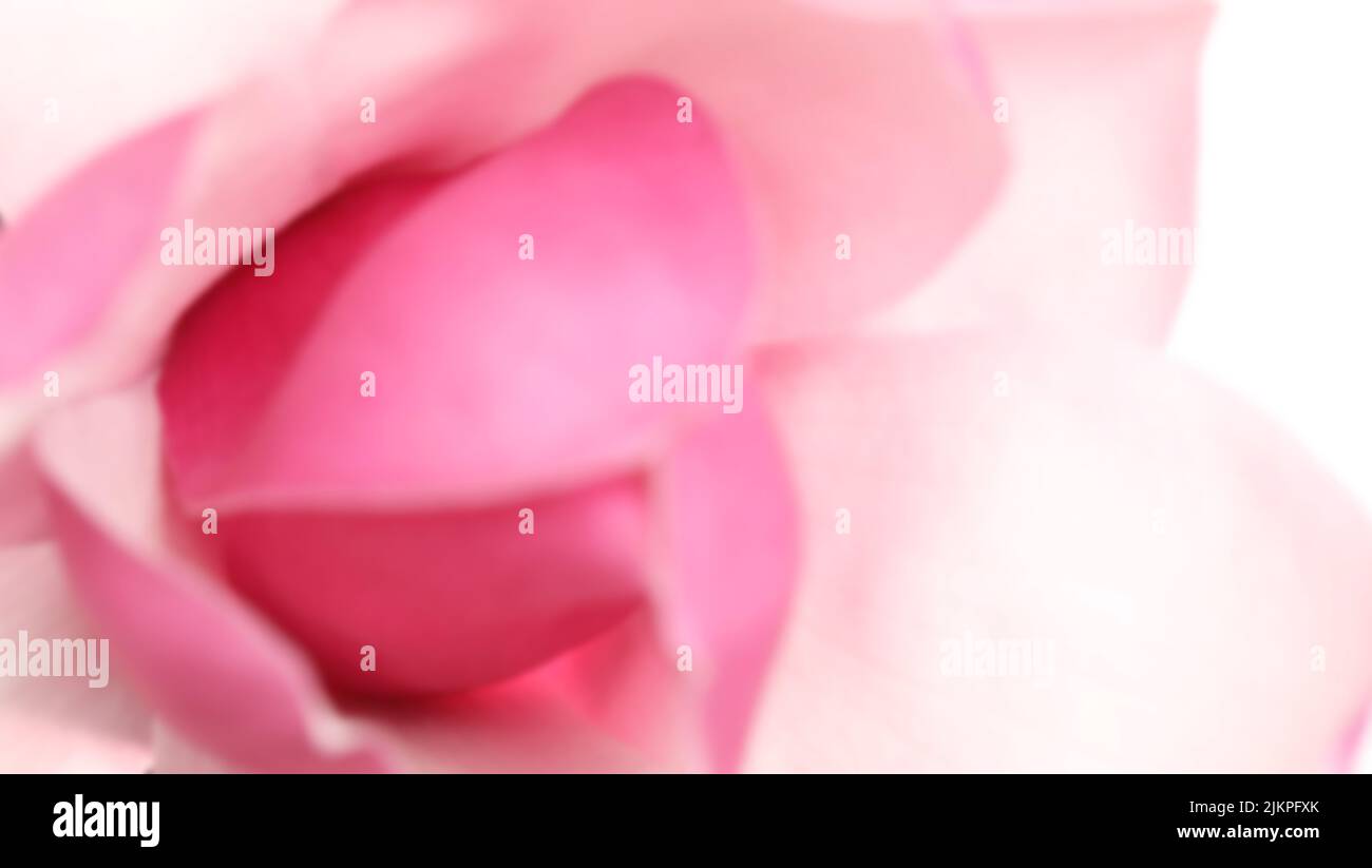 Una deliberada imagen gaussiana de enfoque suave de una flor de magnolia rosa y pétalos Foto de stock