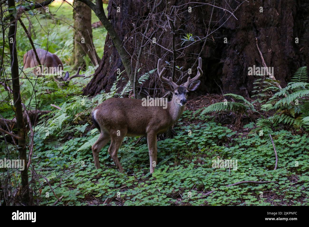 Un ciervo salvaje con cuernos en el bosque Foto de stock