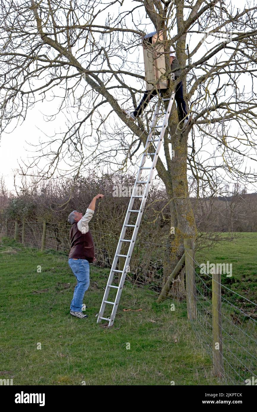 Dos personas Instalación de la caja de búho tawny en el gran árbol de fresno Cotswolds Reino Unido Foto de stock