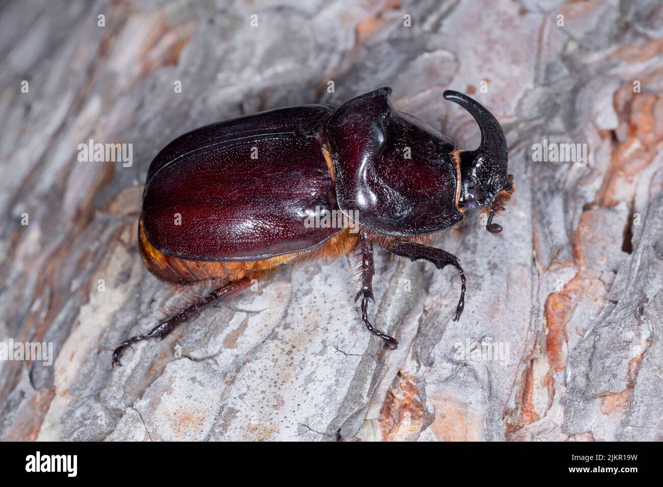 primer plano del escarabajo del rinoceronte sentado sobre la corteza del pino Foto de stock