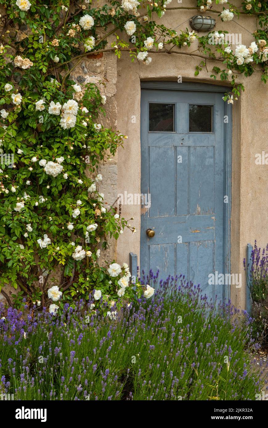 Rosas creciendo alrededor de una puerta frontal azul envejecida en una casa de campo en el pueblo de Cley, North Norfolk, Reino Unido Foto de stock