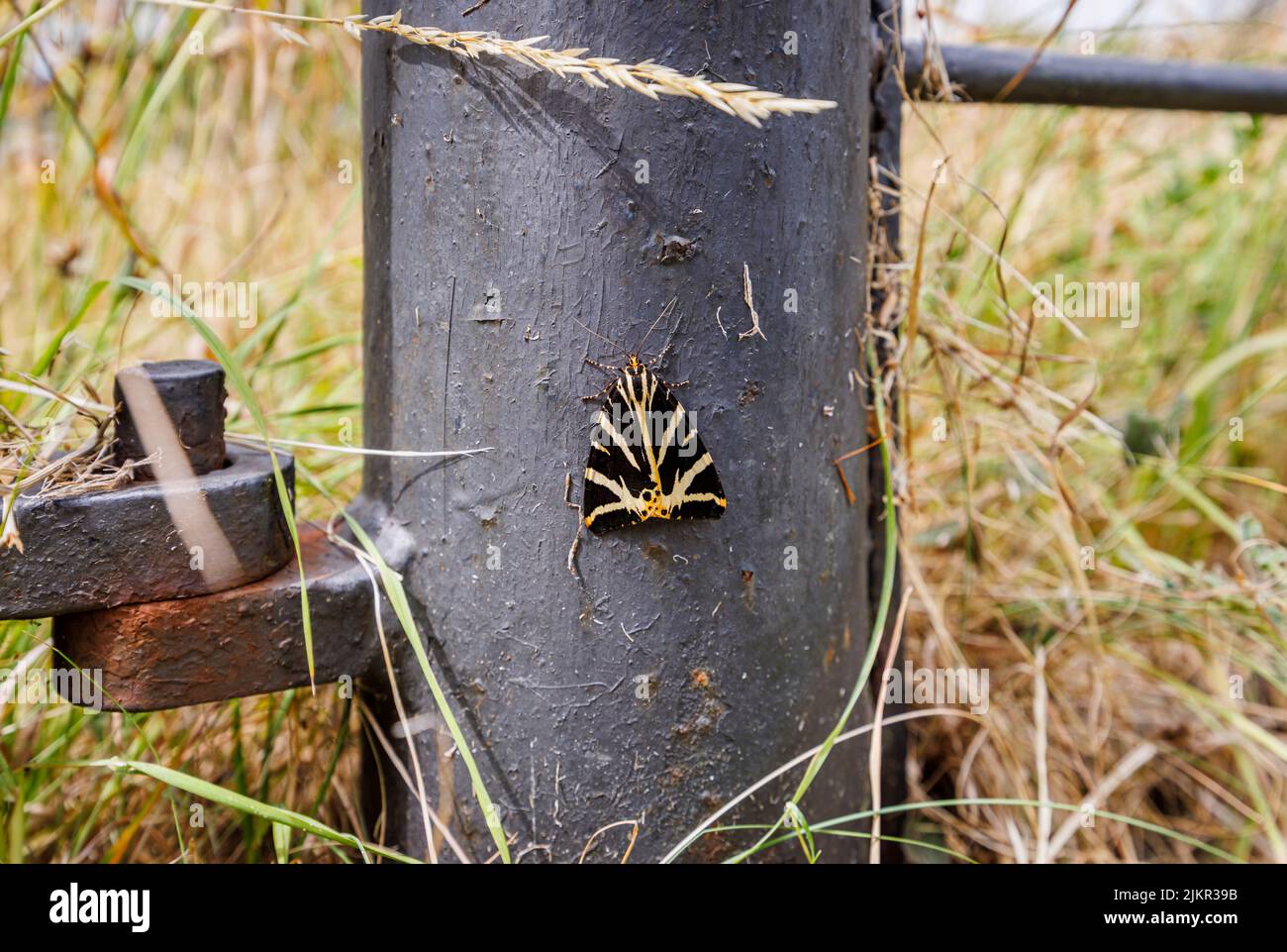 Vista dorsal de una polilla Tigre de Madera (Arctia plantaginis) en reposo con las alas cerradas en un puesto de verja de campo en Exmouth, Devon, suroeste de Inglaterra Foto de stock