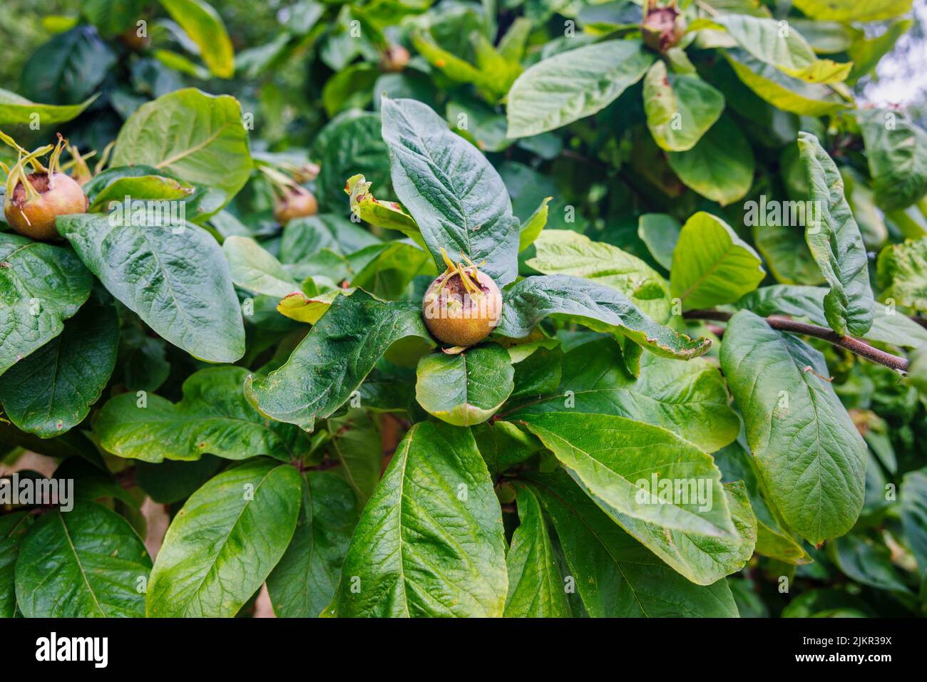 Frutos comestibles del medlar (Mespilus germanica) en verano, creciendo en el árbol y madurando en Exmouth, Dorset, suroeste de Inglaterra Foto de stock