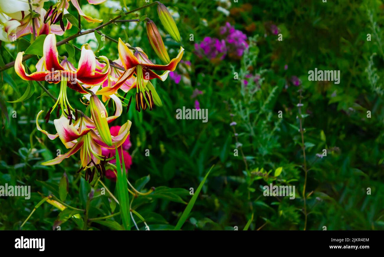lirio rojo en el jardín de verano entre vegetación Foto de stock