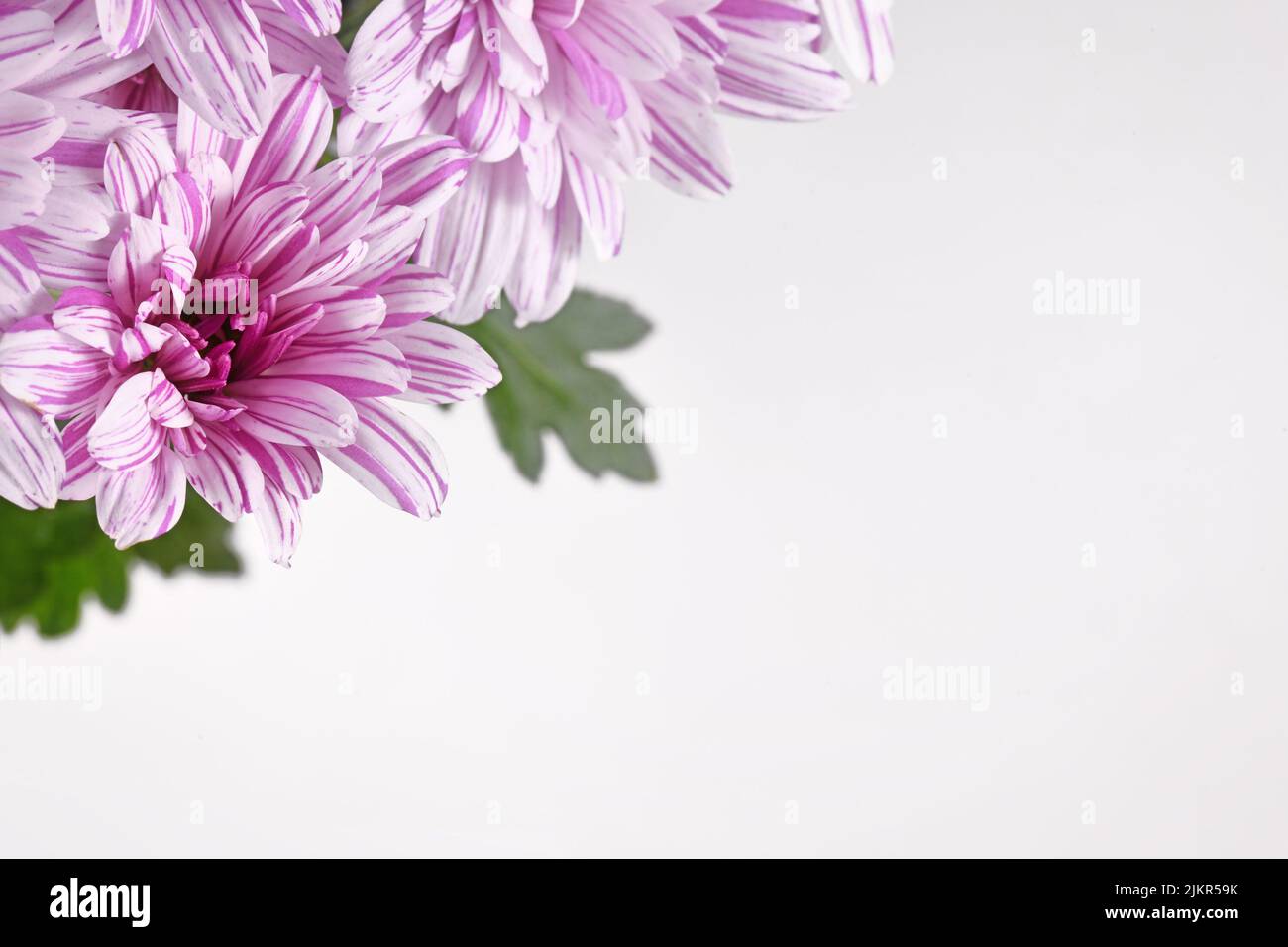 Rosa y blanco Crisantemo flor en esquina de fondo gris claro con espacio de copia Foto de stock