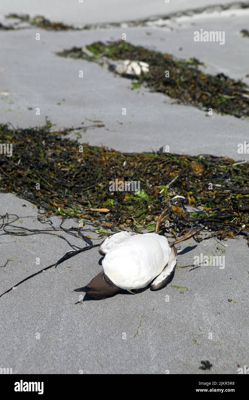 Los Guillemots muertos lavaron y ensuciaron las playas en la isla de Mull como resultado de la gripe aviar Foto de stock