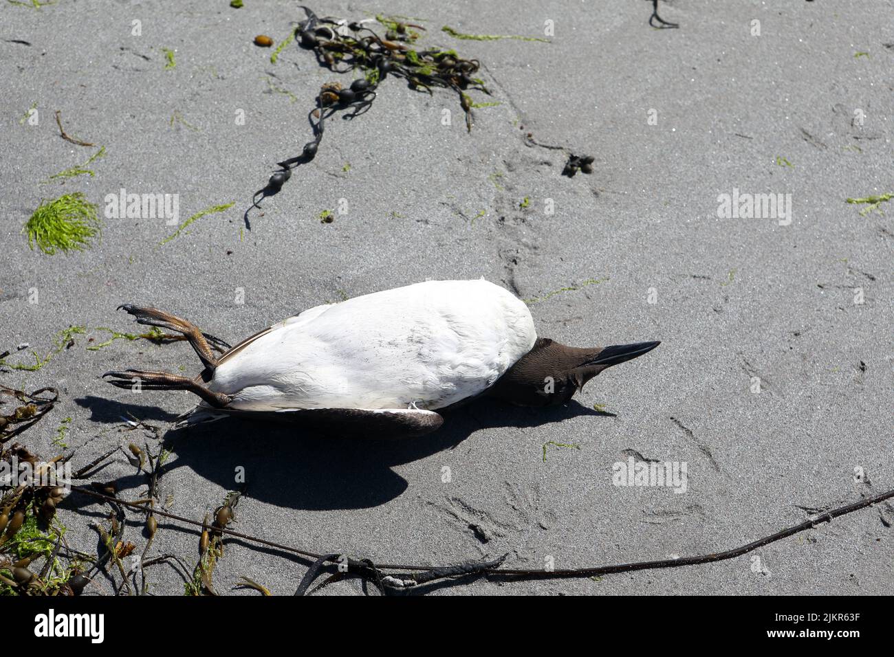 Los Guillemots muertos lavaron y ensuciaron las playas en la isla de Mull como resultado de la gripe aviar Foto de stock