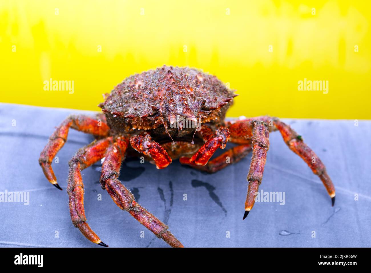 Cangrejo araña (Maja brachydactyla) frente a la costa de la Isla de Mull en las Hébridas Interiores de Escocia Foto de stock