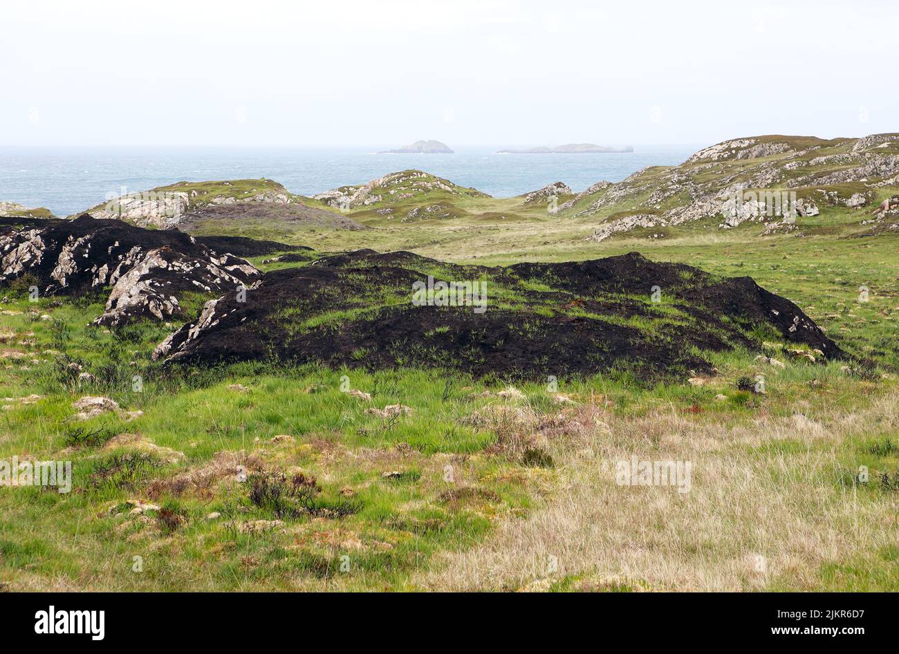 Nuevos brotes verdes después de la práctica de manejo de tierras de quema de brezo en la Isla de Iona, Hébridas Interiores, Escocia Foto de stock