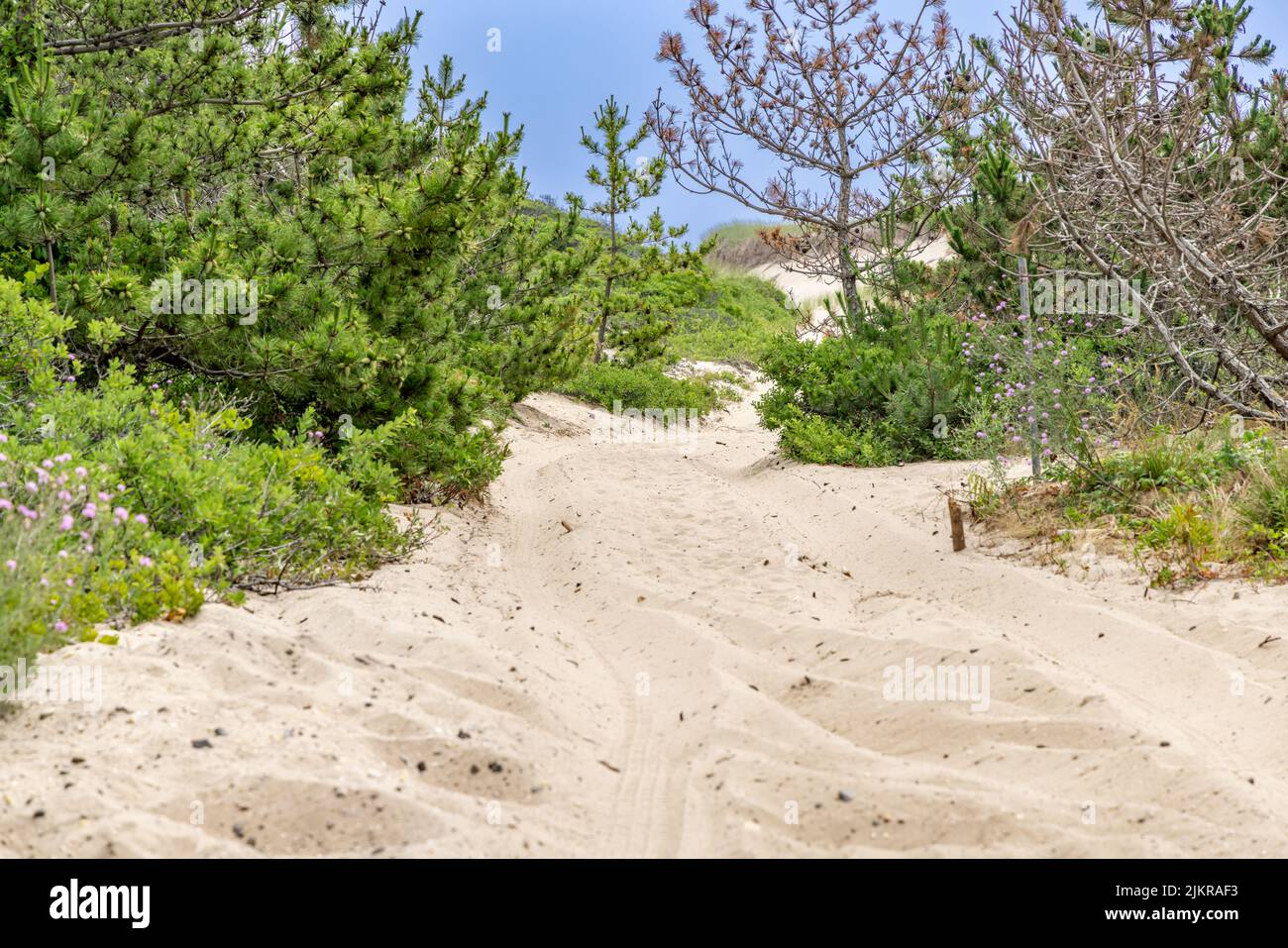 Camino arenoso a la playa oceánica en Amagansett, NY Foto de stock