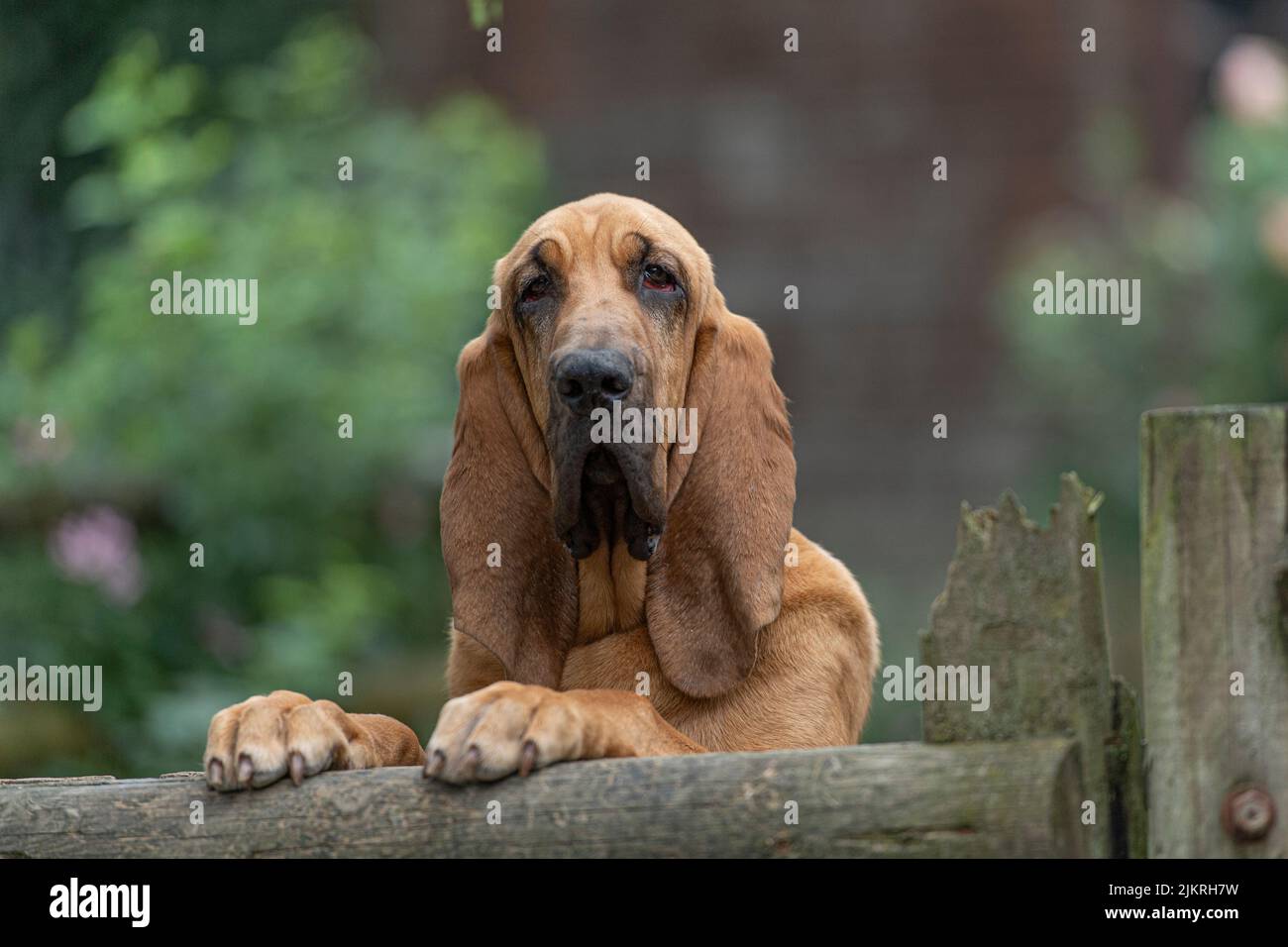 Bloodhound mirando por encima de una valla Foto de stock