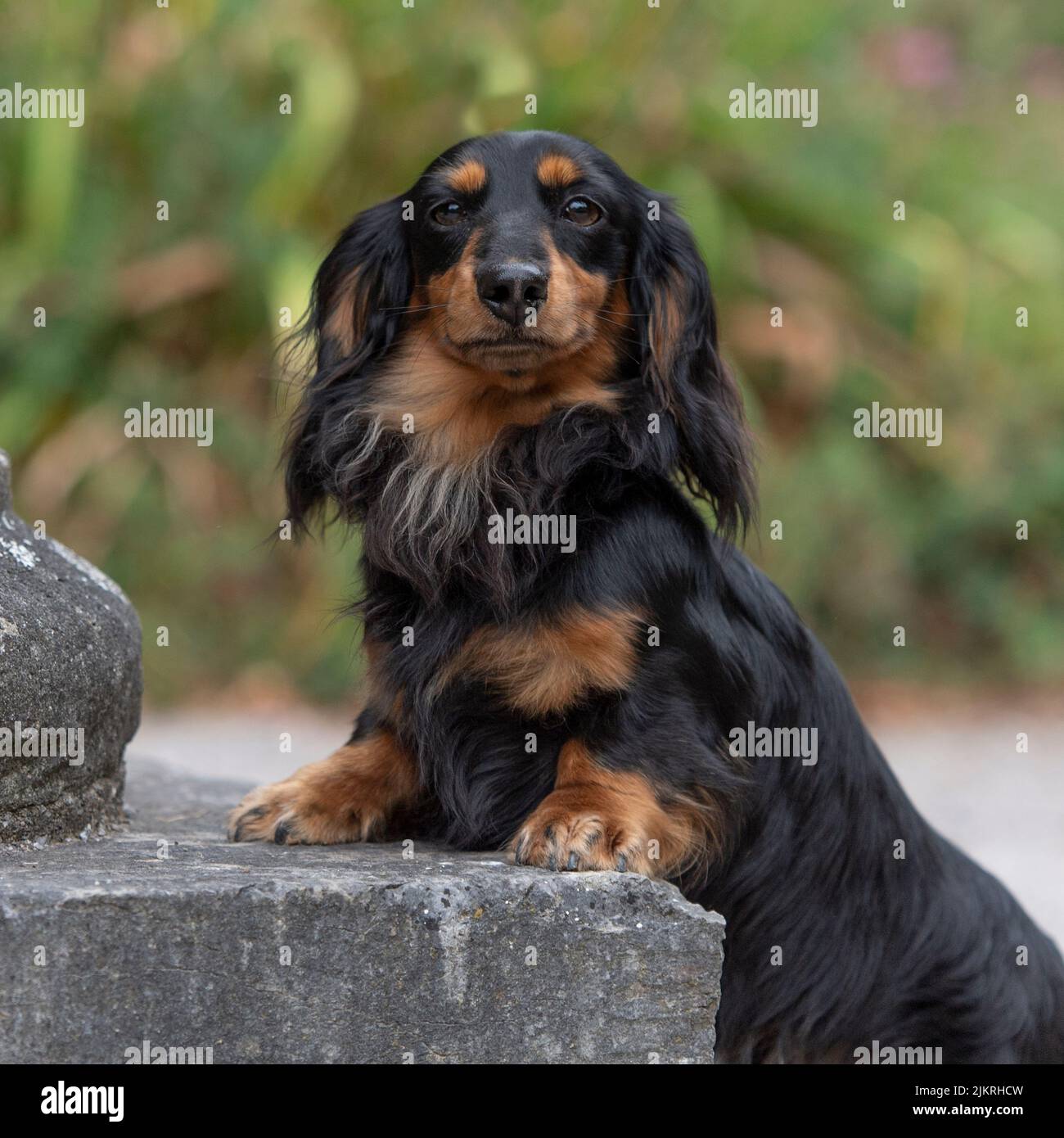 perro dachshund miniatura de pelo largo Foto de stock