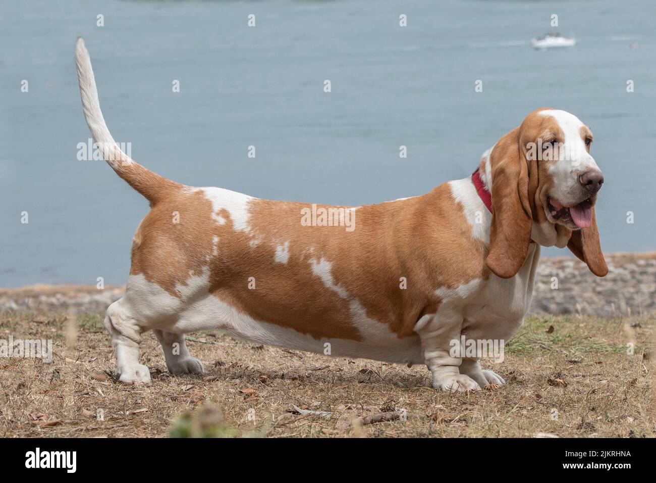 Basset hound Foto de stock