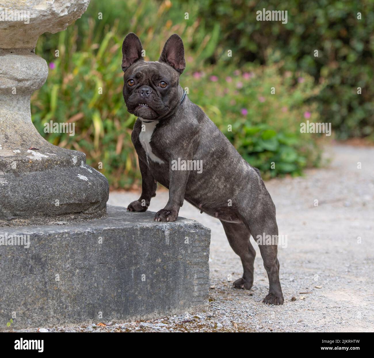 Bulldog Francés Foto de stock