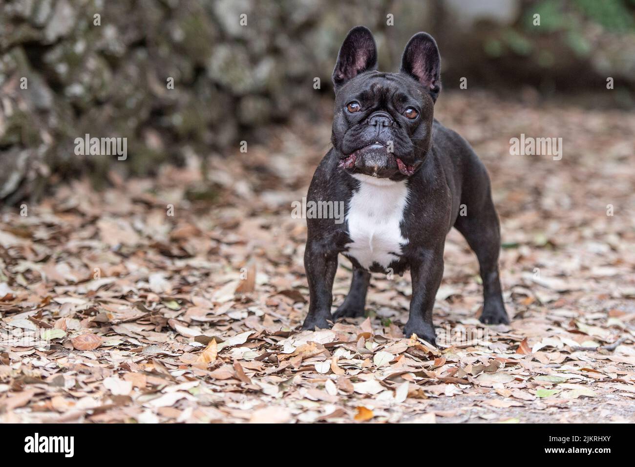 Bulldog Francés Foto de stock