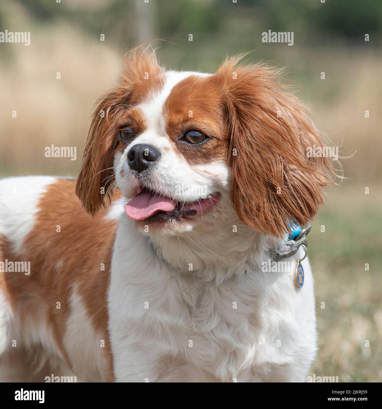 Cavalier King Charles épagneuls Foto de stock