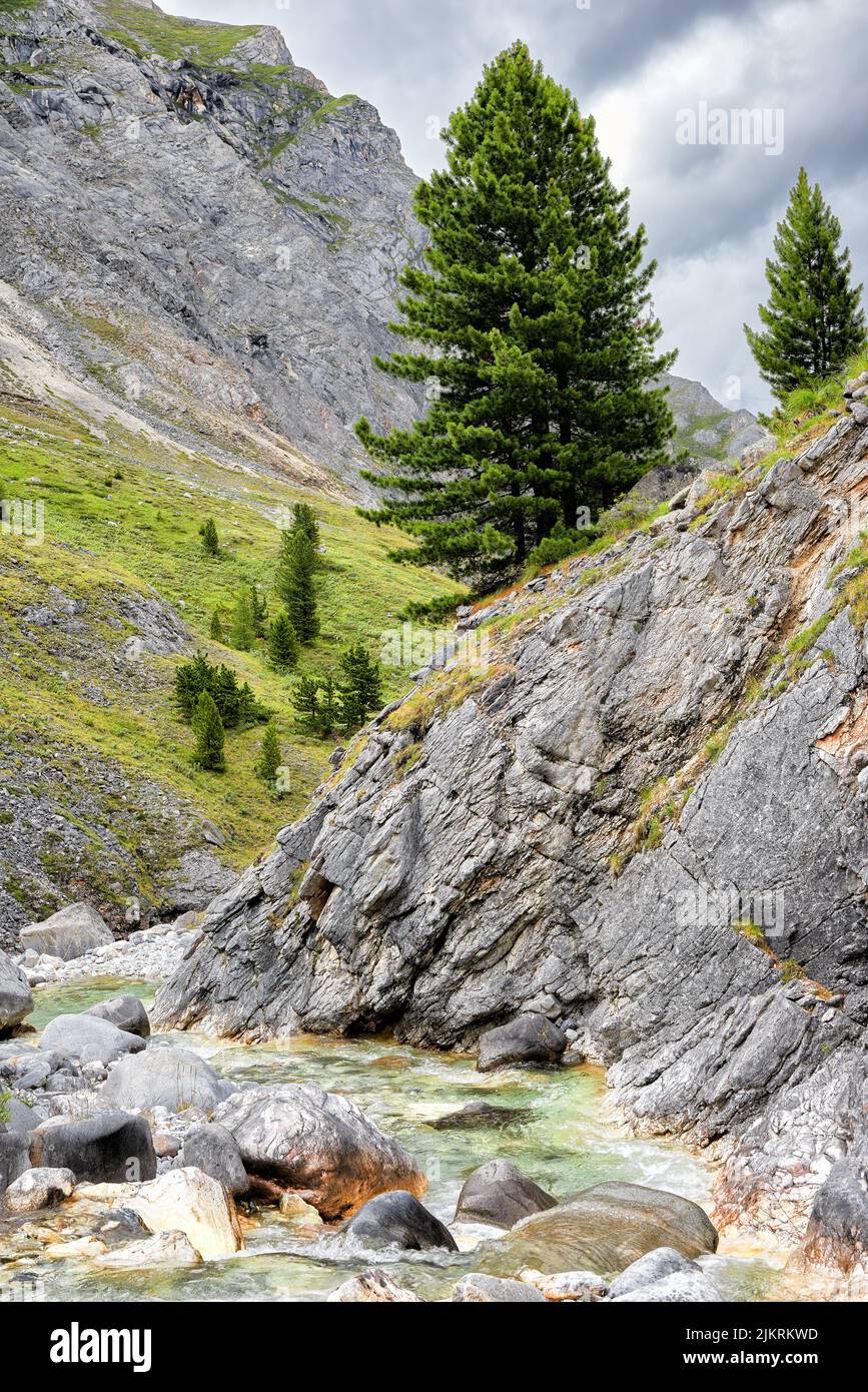 El cedro siberiano crece en una pendiente escarpada de una roca sobre un río de montaña. Sayan oriental. Buriatia. Rusia Foto de stock