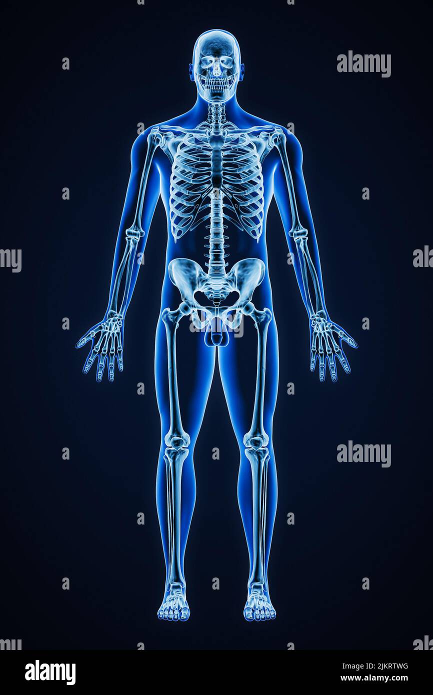 Radiografía precisa de la vista anterior de todo el sistema esquelético humano con contornos del cuerpo masculino adulto 3D ilustración de representación. Medicina, sanidad, anatomía, so Foto de stock