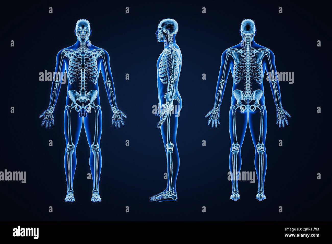 Imagen de rayos X precisa del sistema esquelético humano con esqueleto masculino adulto y contornos del cuerpo sobre fondo azul 3D ilustración de representación. Anatomía, médica Foto de stock