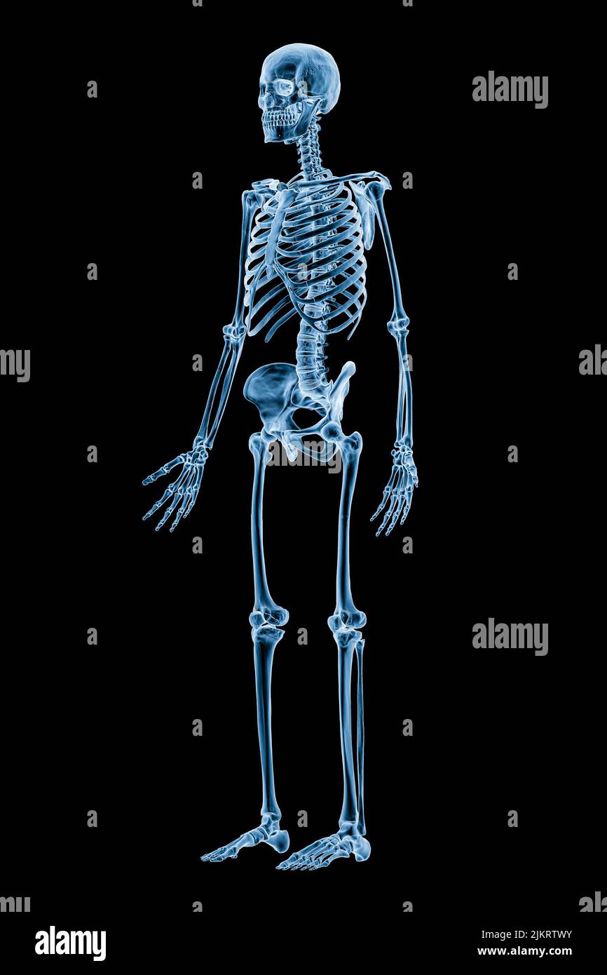 Imagen de rayos X de una vista anterior de tres cuartos del sistema esquelético humano completo o esqueleto aislado sobre fondo negro 3D ilustración de representación. Médico, h Foto de stock