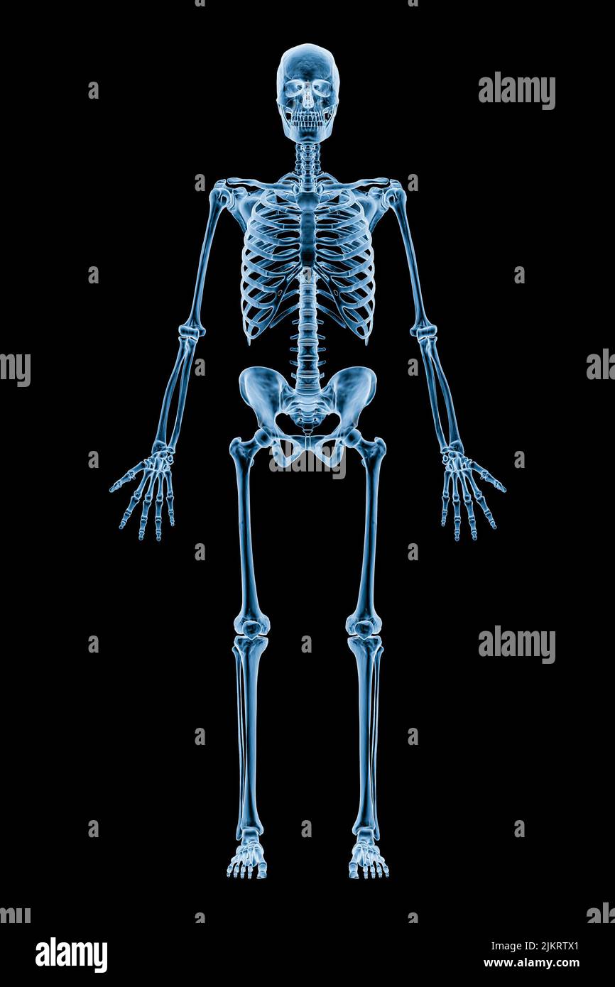 Imagen de rayos X de vista anterior o frontal del sistema esquelético humano completo o esqueleto aislado sobre fondo negro 3D ilustración de representación. Médico, salud Foto de stock