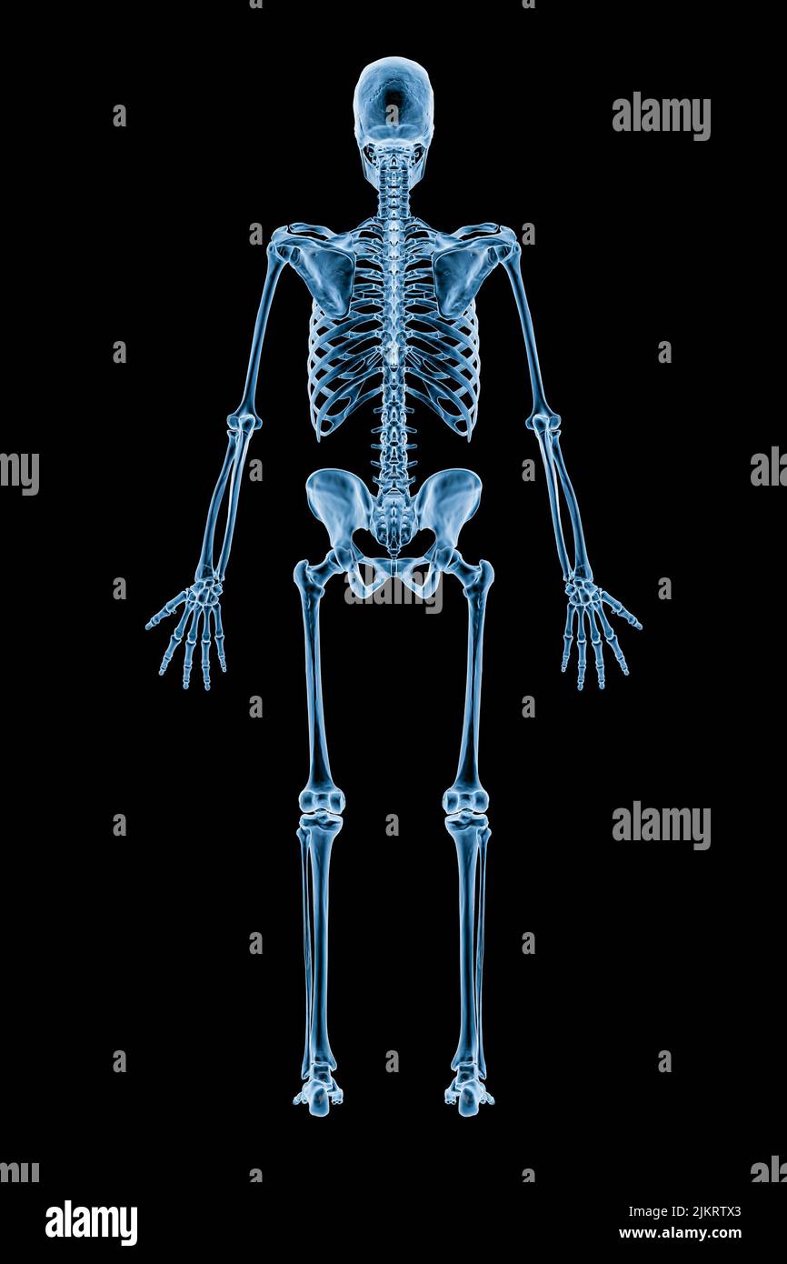 Imagen de rayos X de vista posterior o posterior del sistema esquelético humano completo o esqueleto aislado sobre fondo negro 3D ilustración de representación. Médico, salud Foto de stock