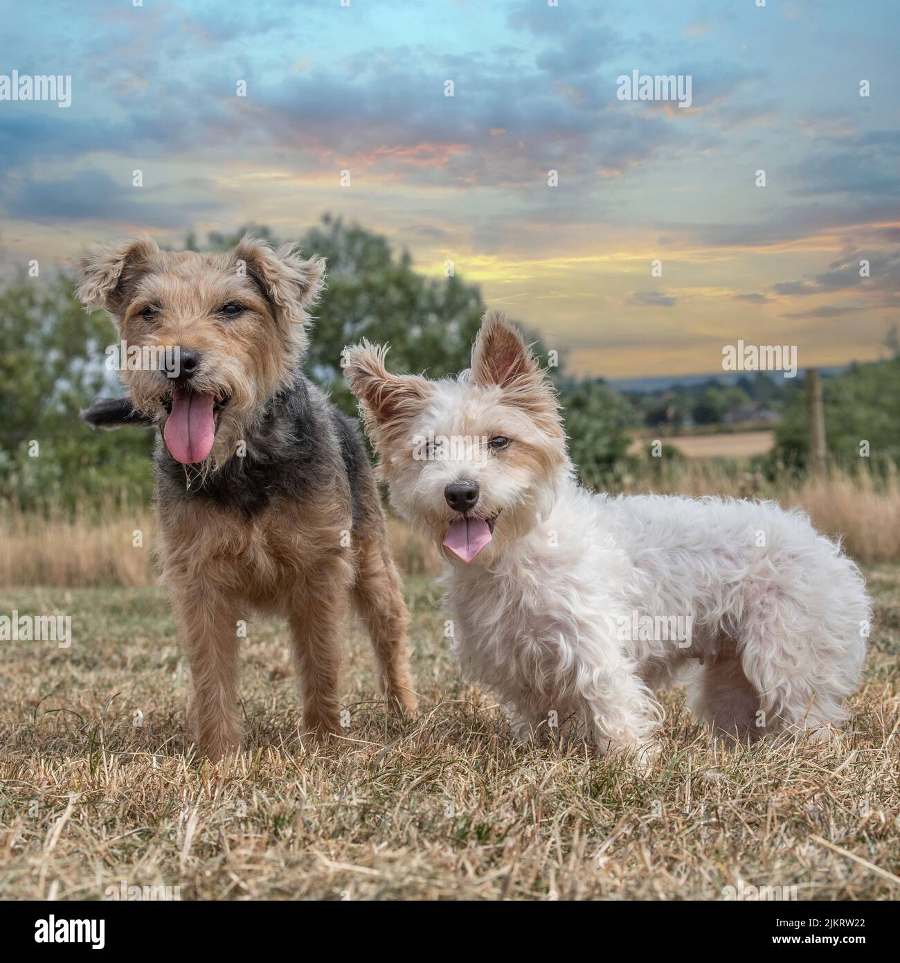 dos terriers del crossbreed Foto de stock