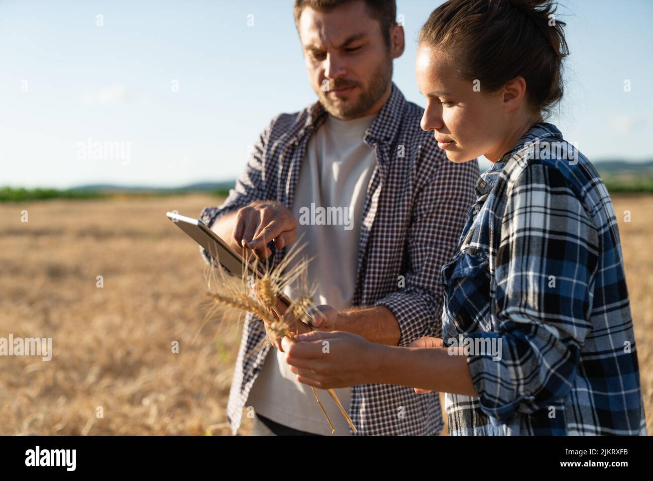 Un par de agricultores examina el campo de los cereales y envía datos a la nube desde la tableta. Agricultura inteligente y agricultura digital. Foto de stock