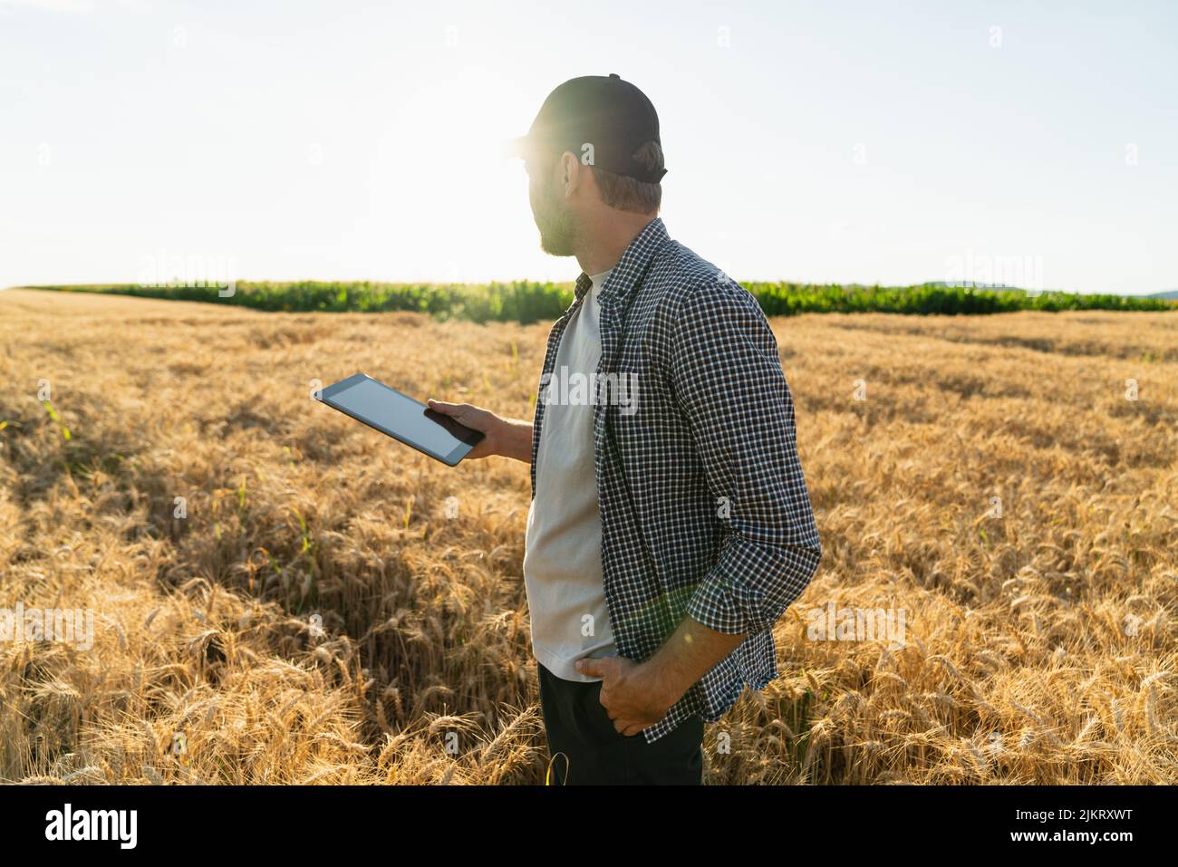 Farmer examina el campo de los cereales y envía datos a la nube desde la tableta. Agricultura inteligente y agricultura digital. Foto de stock