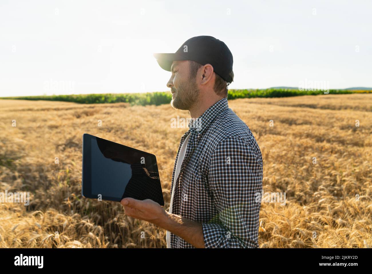 Farmer examina el campo de los cereales y envía datos a la nube desde la tableta. Agricultura inteligente y agricultura digital. Foto de stock